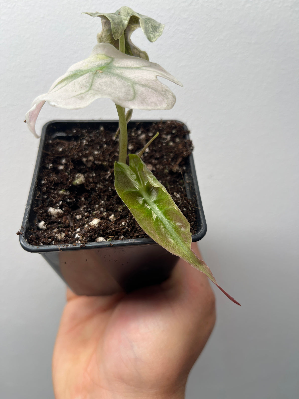 Alocasia Venom Pink/Albo Variegated - Rare Aroid #1