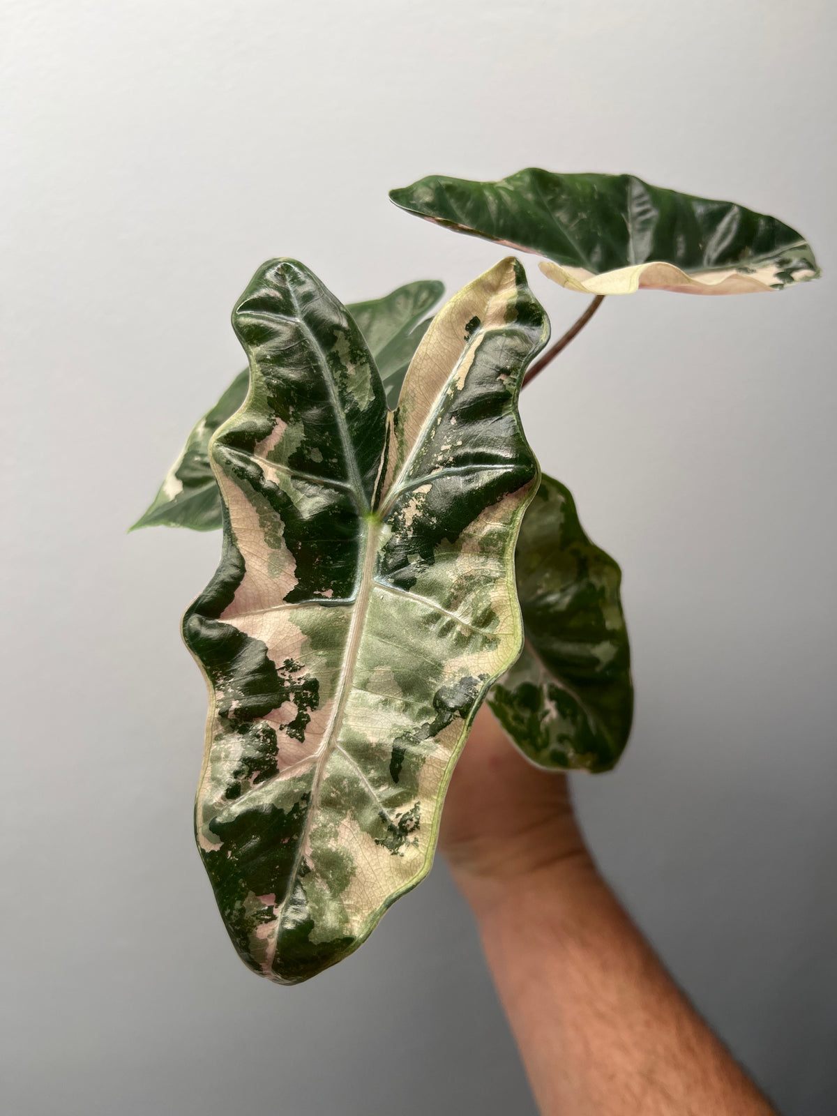 Alocasia Pseudo Sanderiana Pink Variegated - Rare Aroid #1
