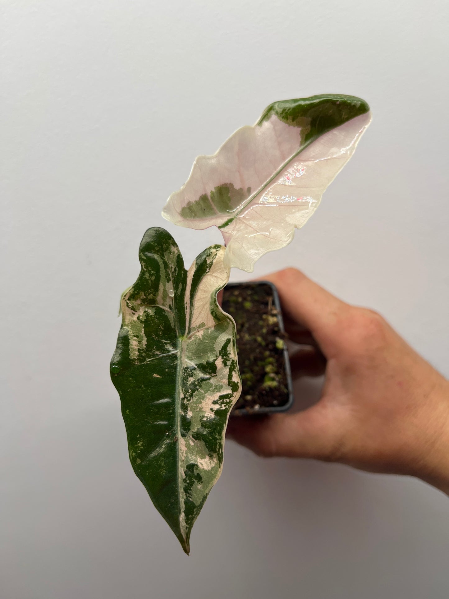 Alocasia pseudo Sanderiana pink variegated #2