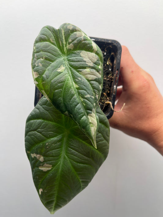 Alocasia Maharani albo variegated #1