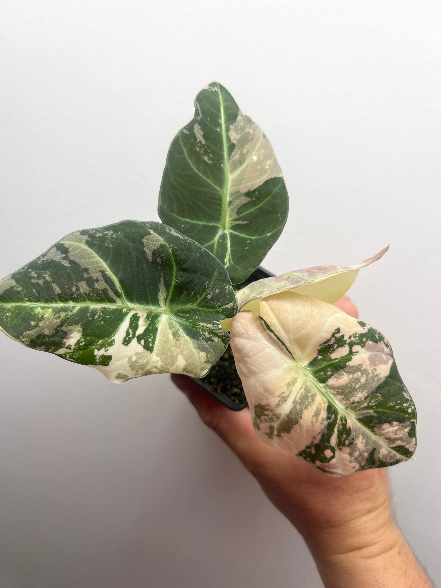 Alocasia Black velvet pink variegated