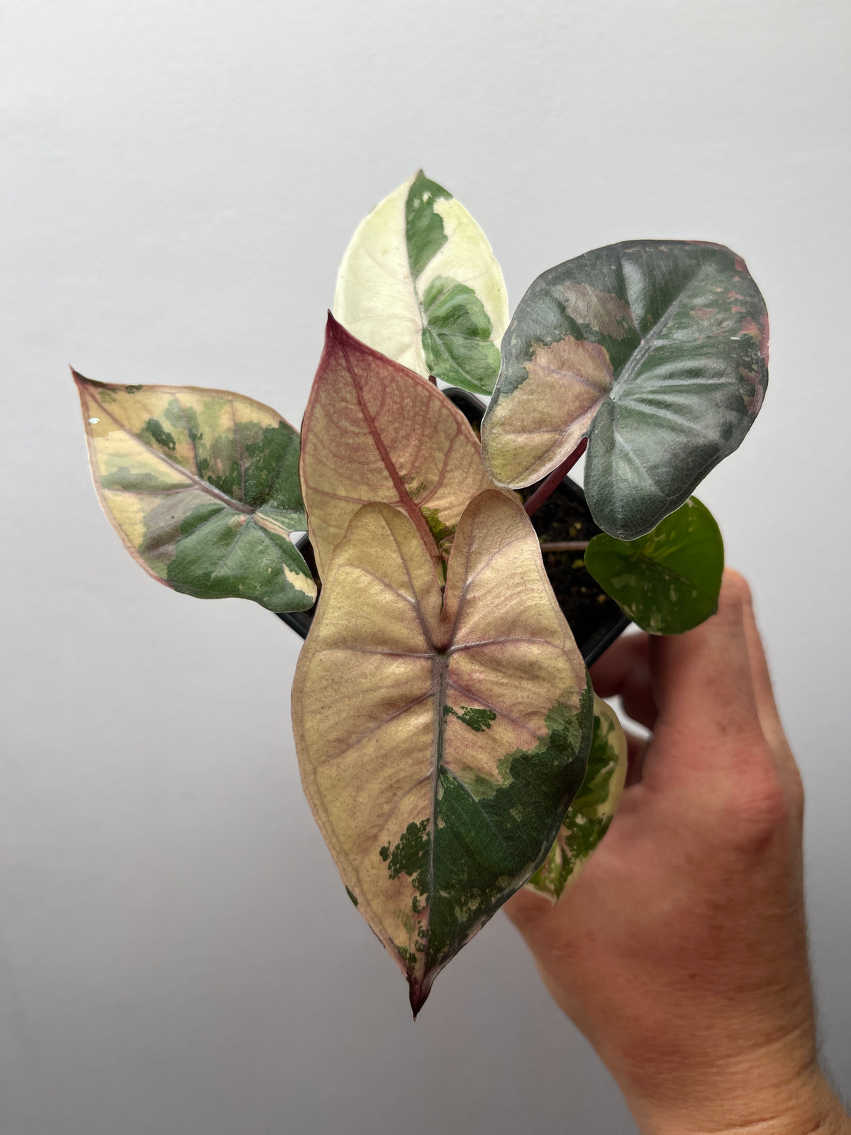 Alocasia Yucatan Princess Pink Variegated - Rare Aroid #1