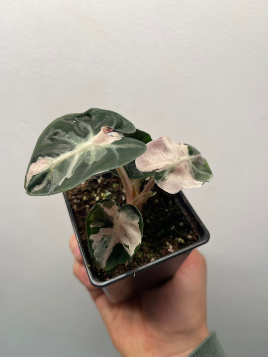 Alocasia Heart Balloon Pink Variegated - Rare Aroid