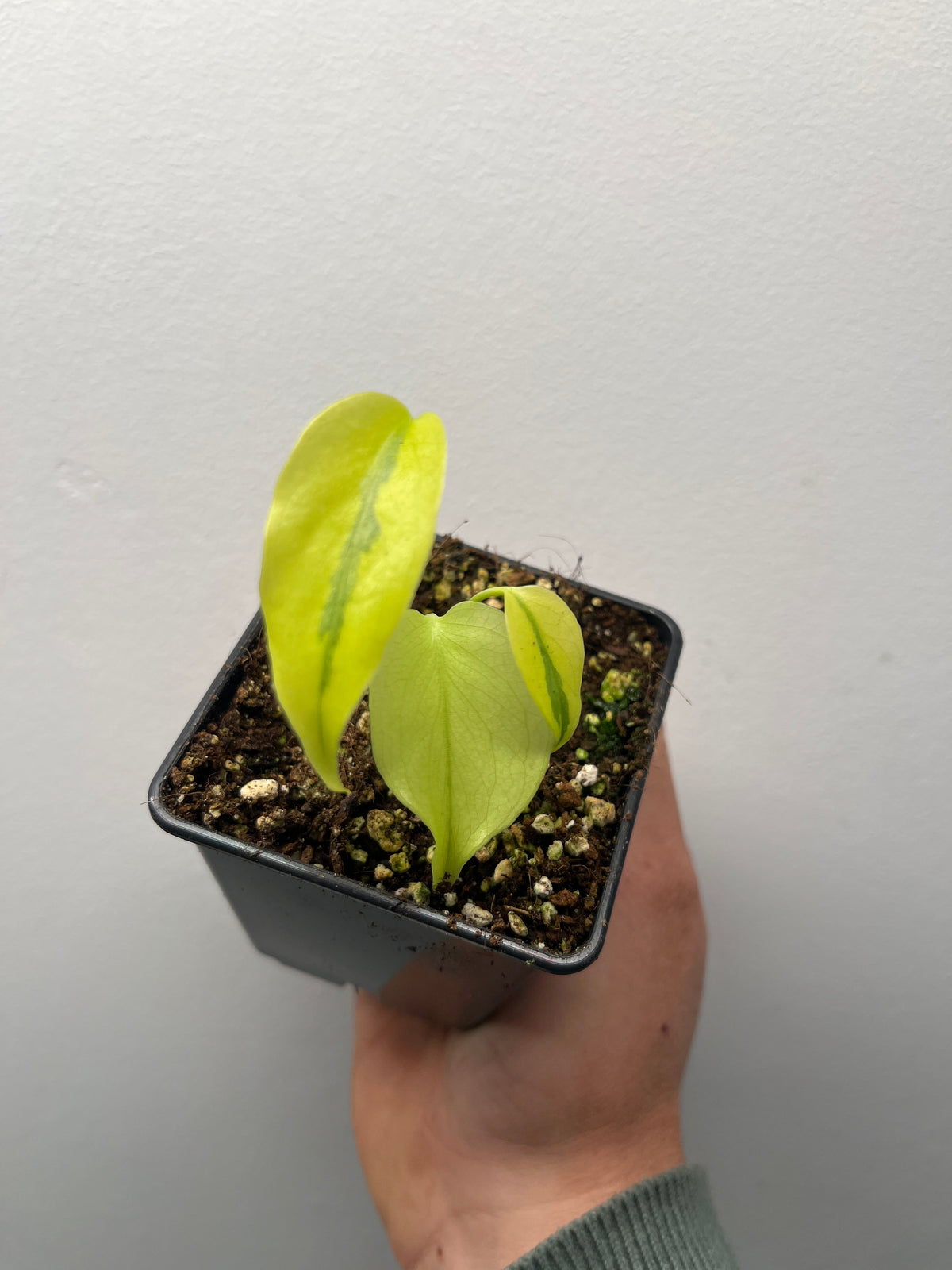 Monstera Deliciosa Melancholy - Rare Variegated Monstera