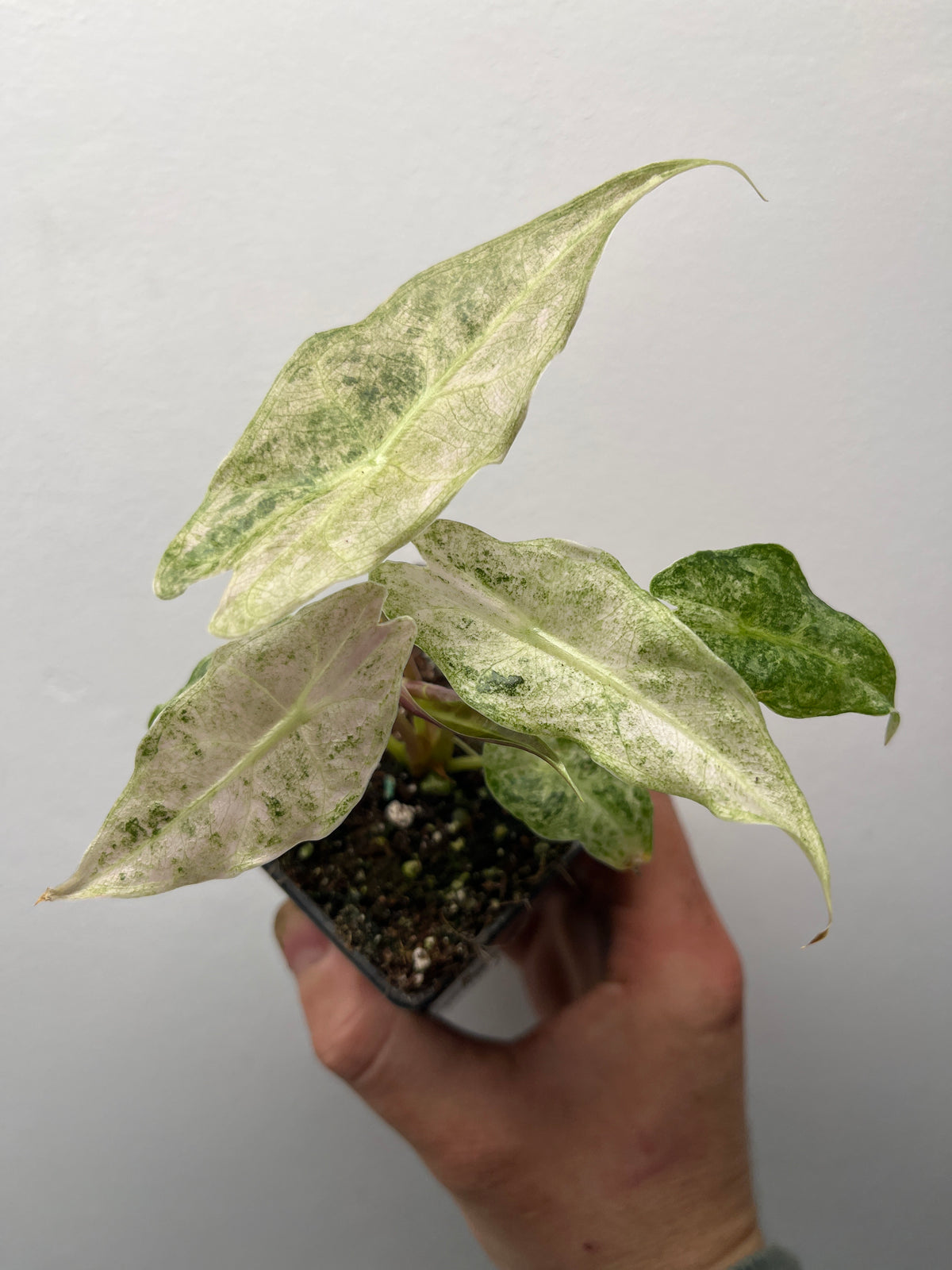 Alocasia Black Satun Stardust Variegated - Rare Aroid