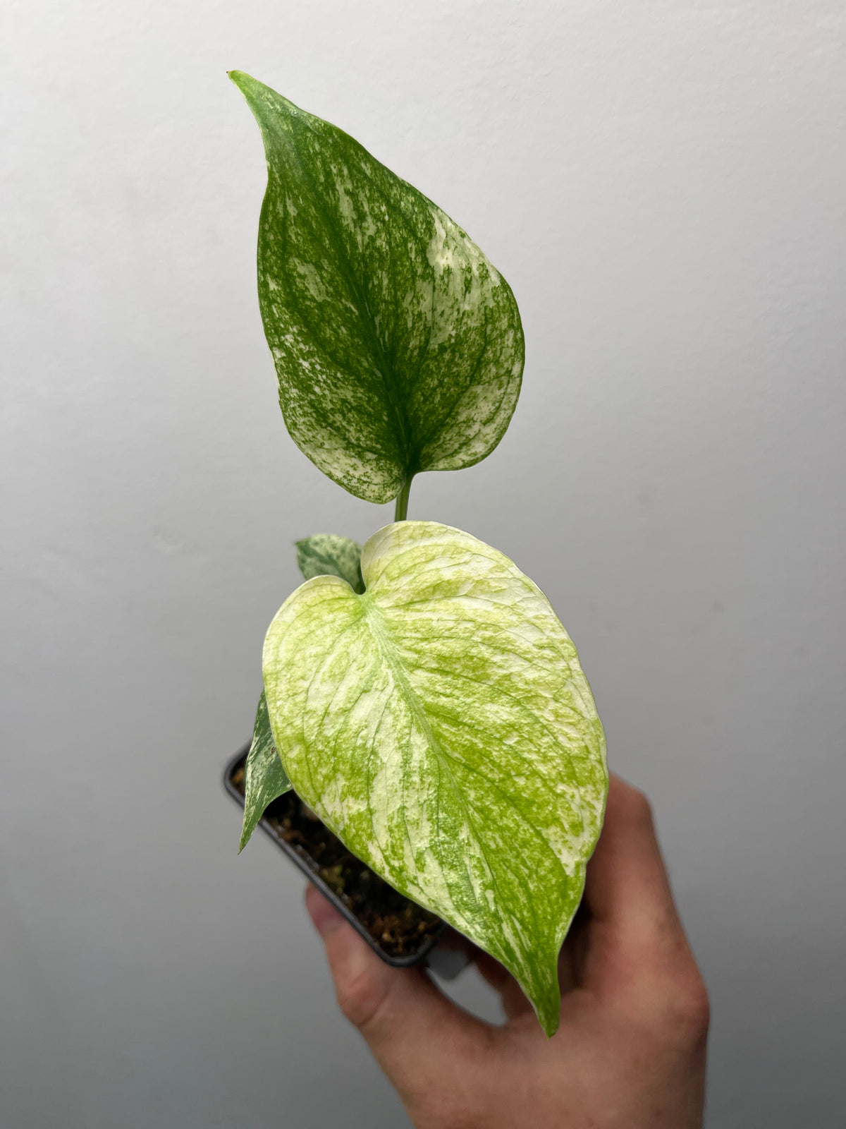 Monstera Deliciosa White Monster - Rare Variegated Monstera