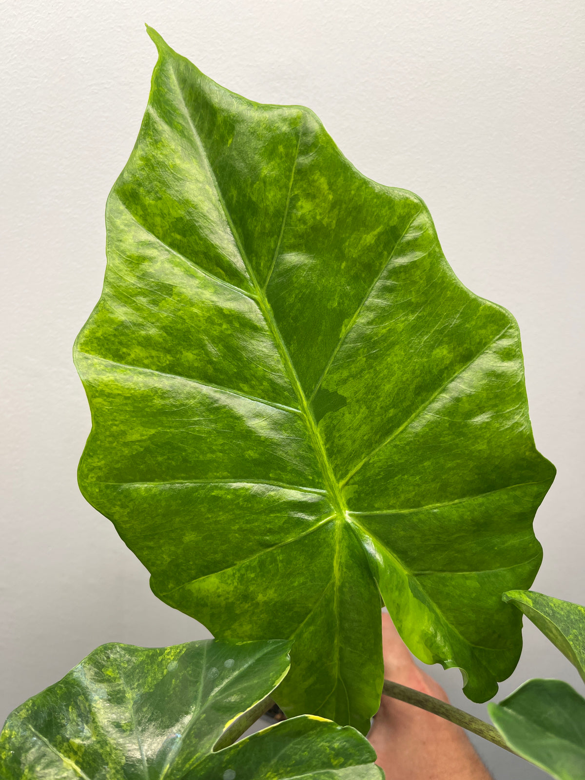 Alocasia Portora Aurea Variegated - Rare Aroid