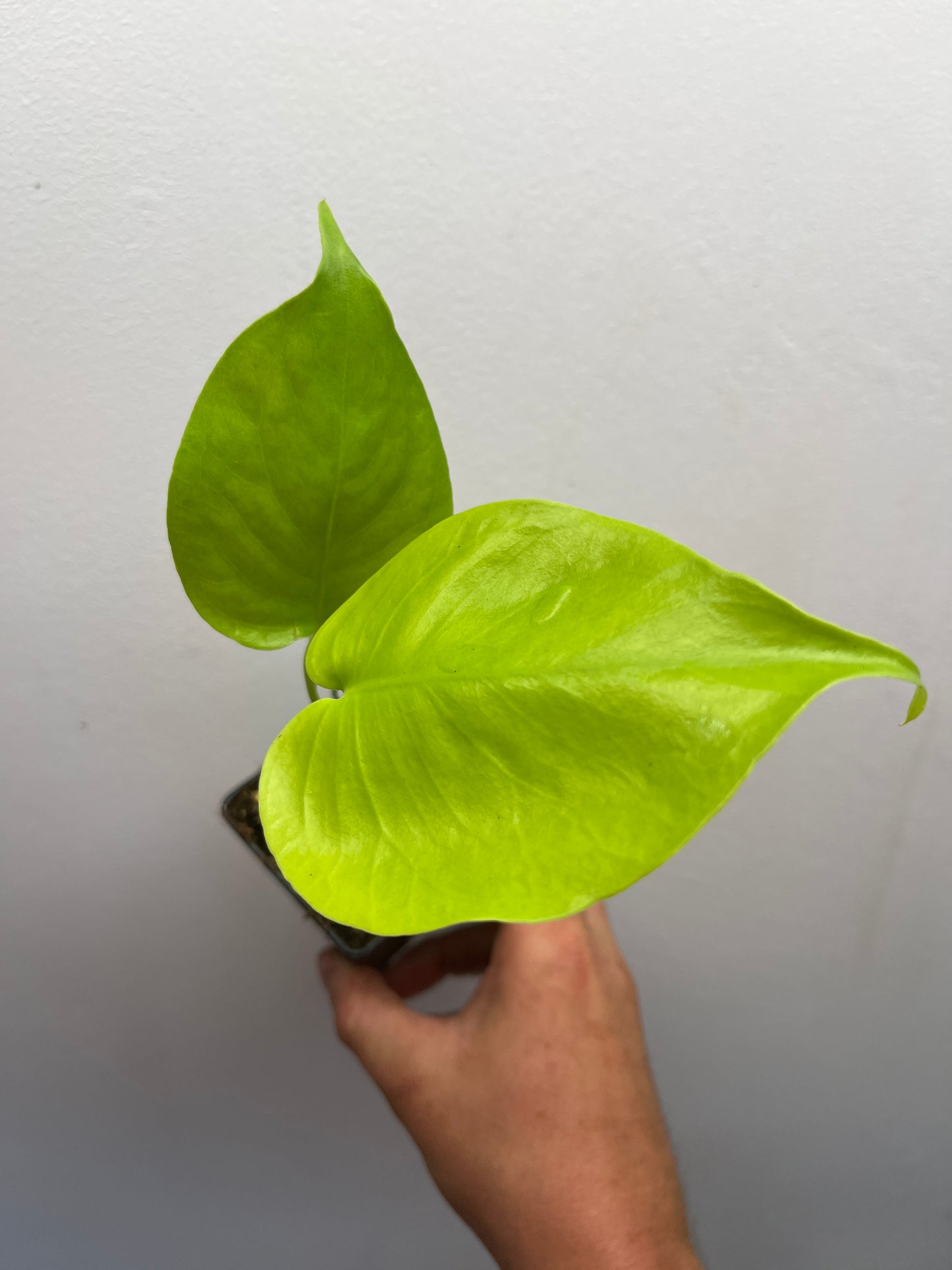 Monstera Deliciosa Lemon Lime Full Cheese Variegated #3