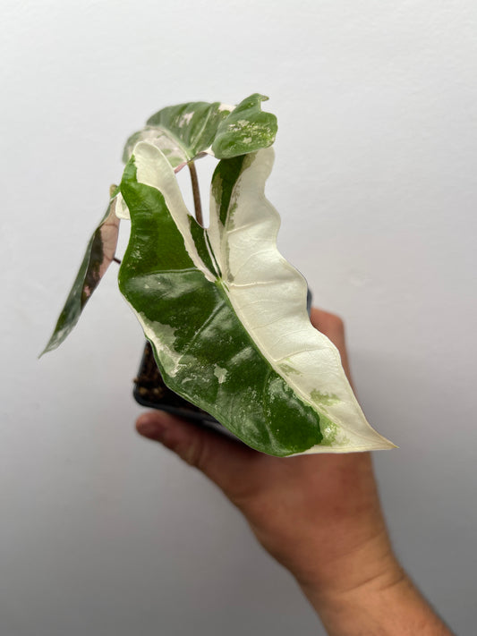 Alocasia pseudo Sanderiana pink variegated #3