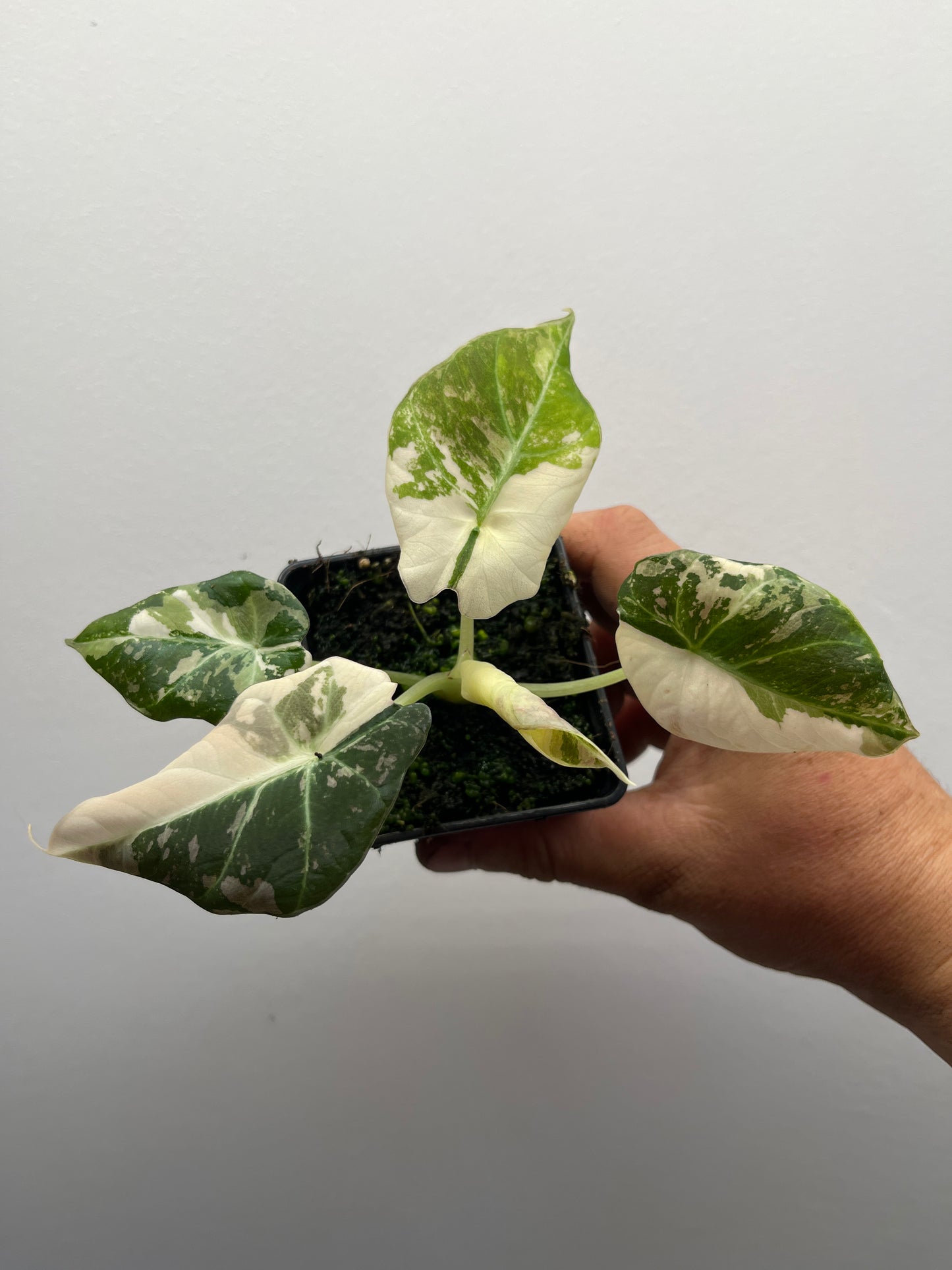 Alocasia Black velvet pink variegated