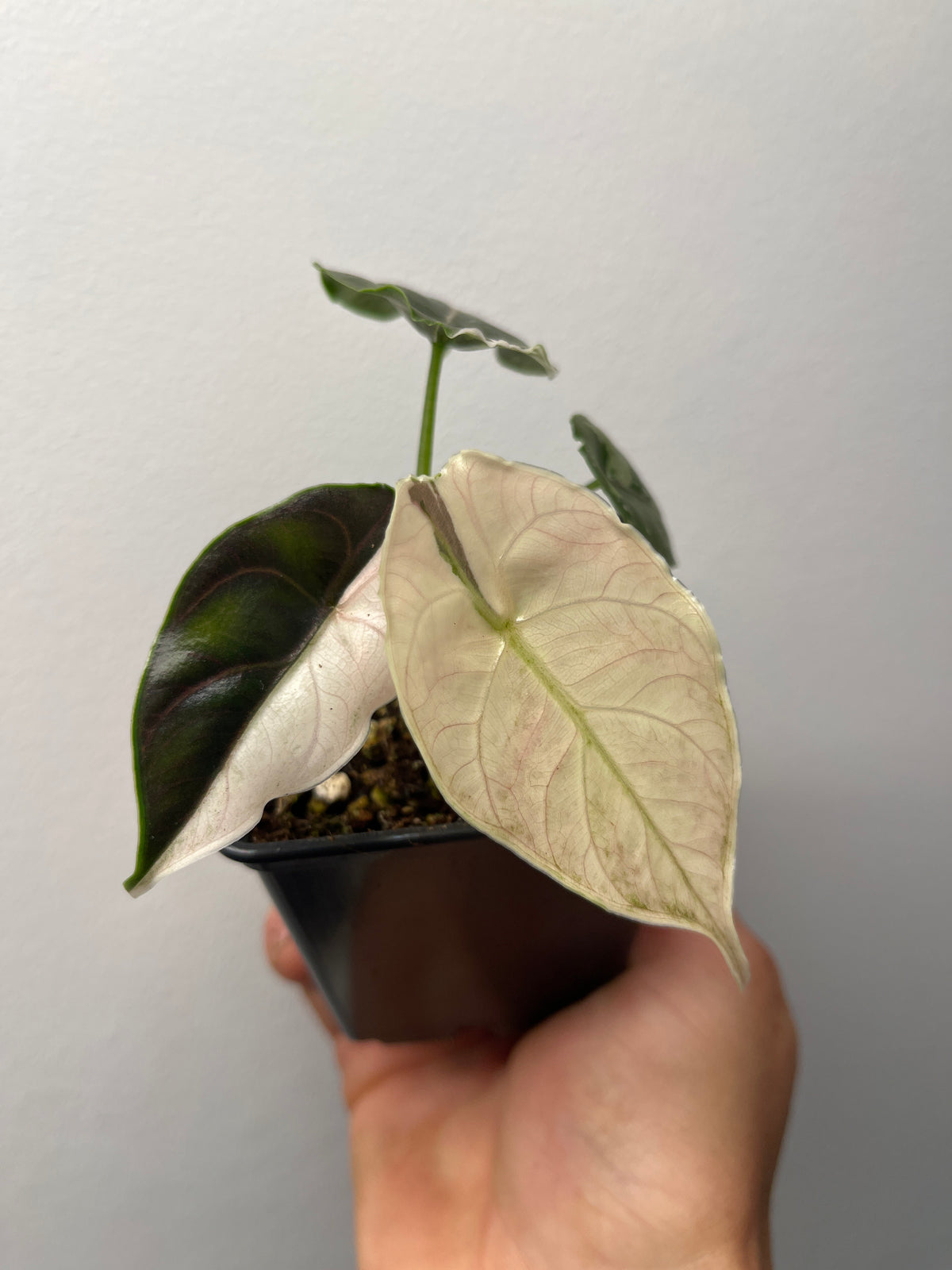 Alocasia Azlanii Pink / Albo Variegated - Rare Aroid #1