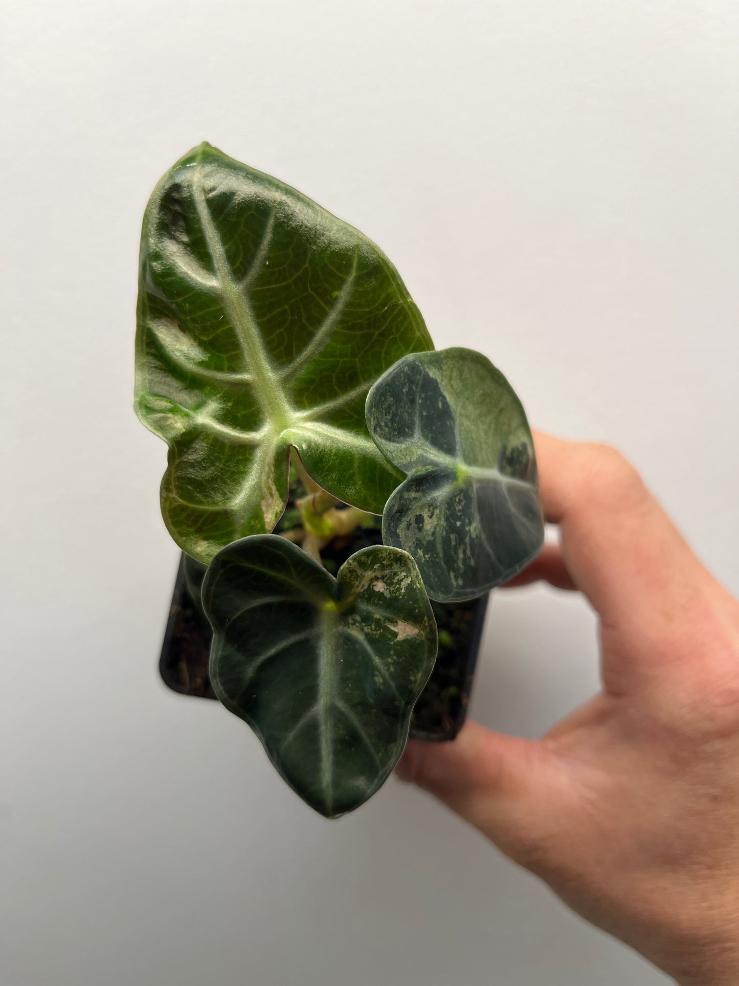 Alocasia Balloon heart variegated #3
