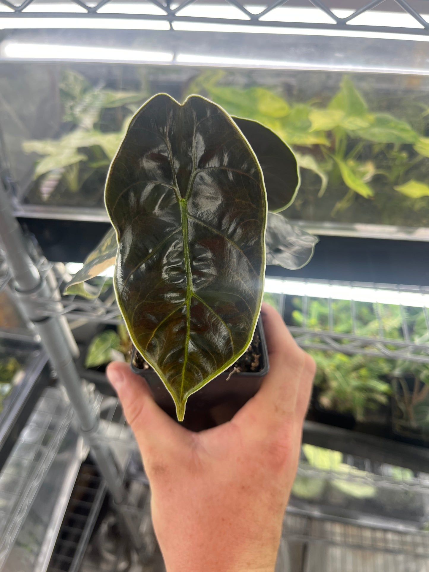 Alocasia Azlanii aurea variegated #5
