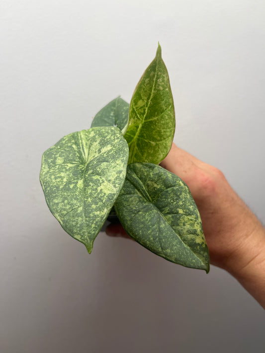 Alocasia Reginae Albo/Mint variegated #4