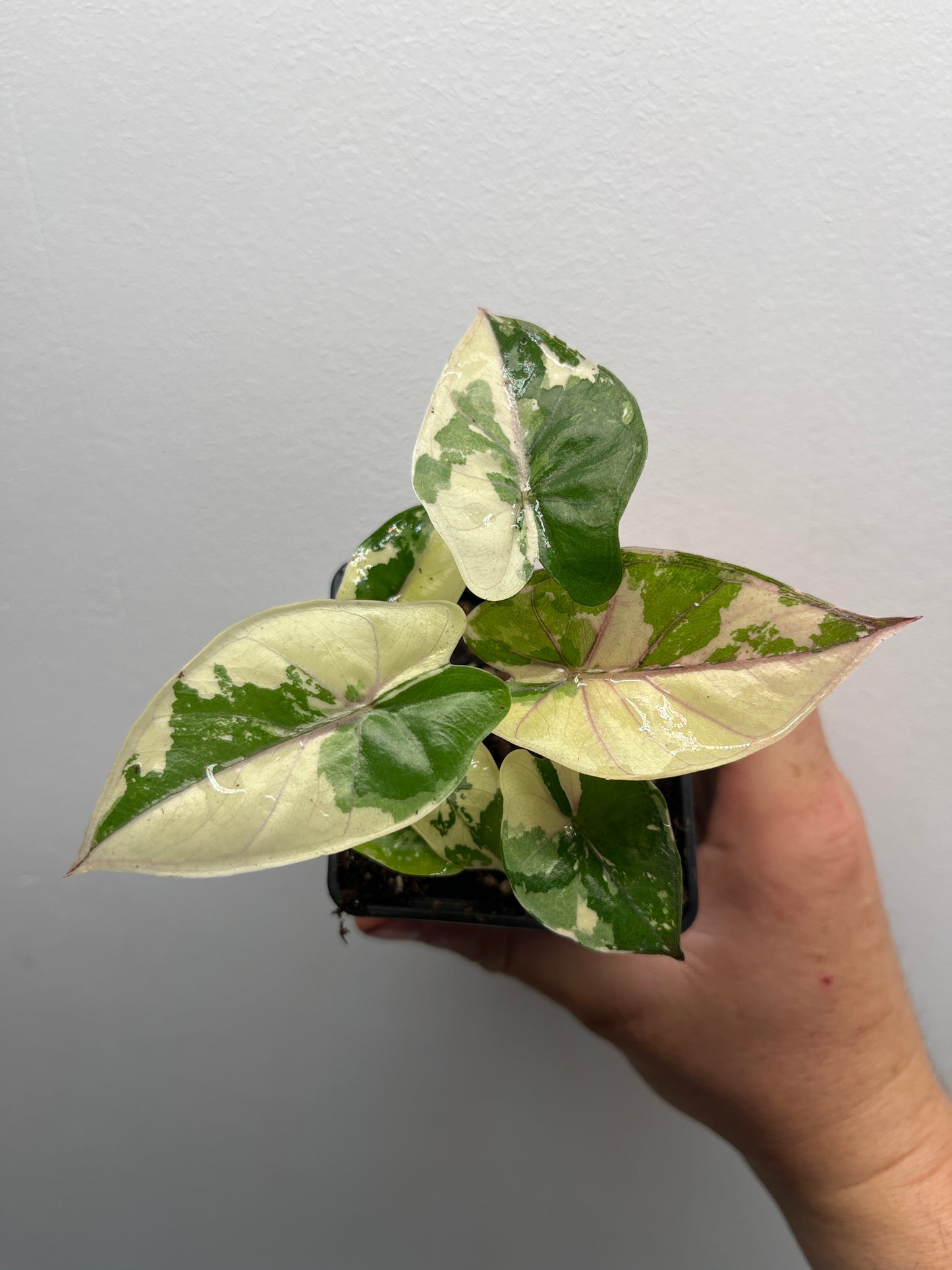 Alocasia Yucatan Princess Albo / Pink #3