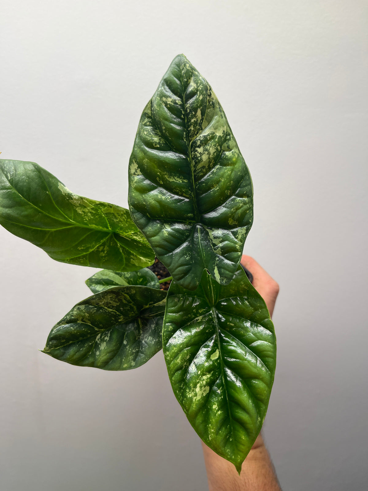 Alocasia Sinuata Albo Variegated - Rare Variegated Aroid #1
