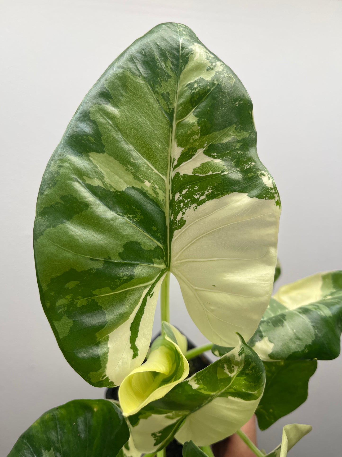 Alocasia Macrorrhiza albo variegated
