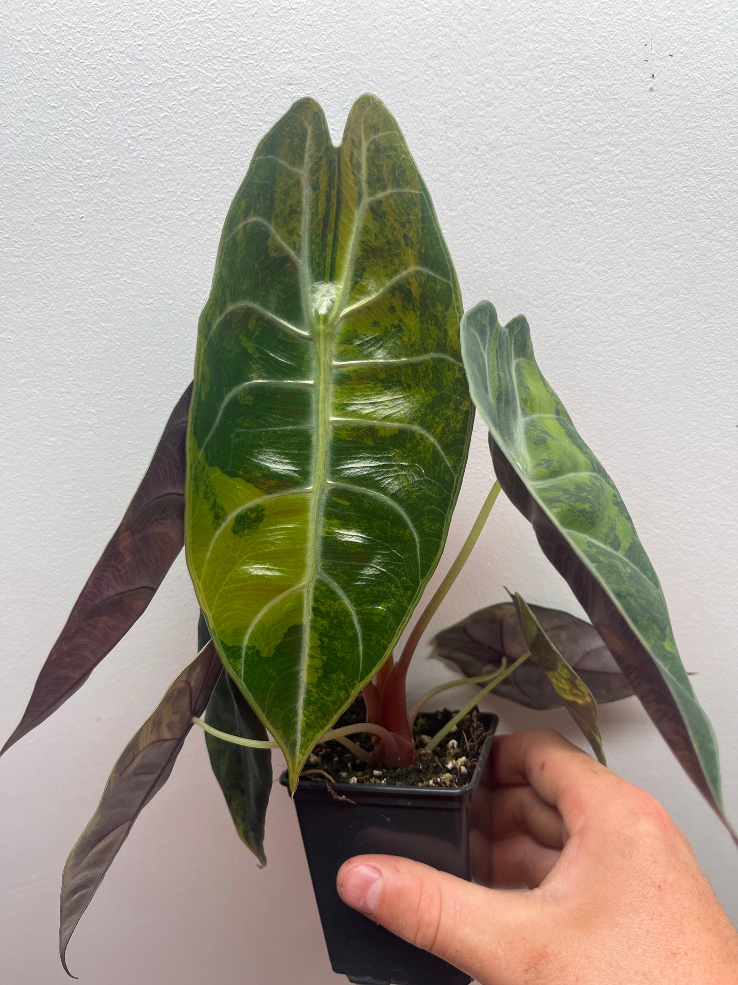 Alocasia Sedenii aurea variegated #2