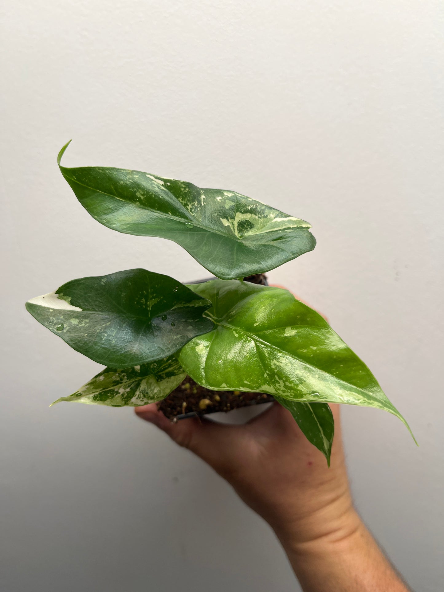 Alocasia Simpo albo variegated #2