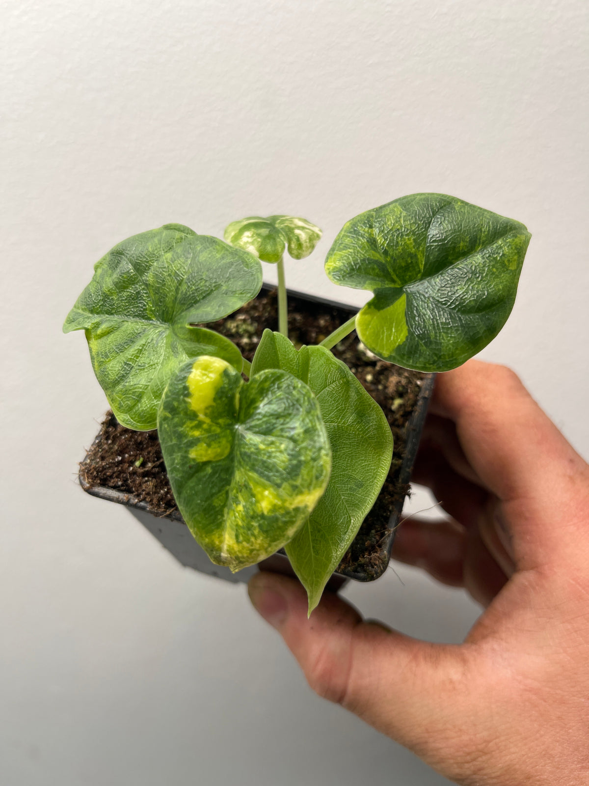 Alocasia Melo Gold Variegated - Rare Variegated Aroid