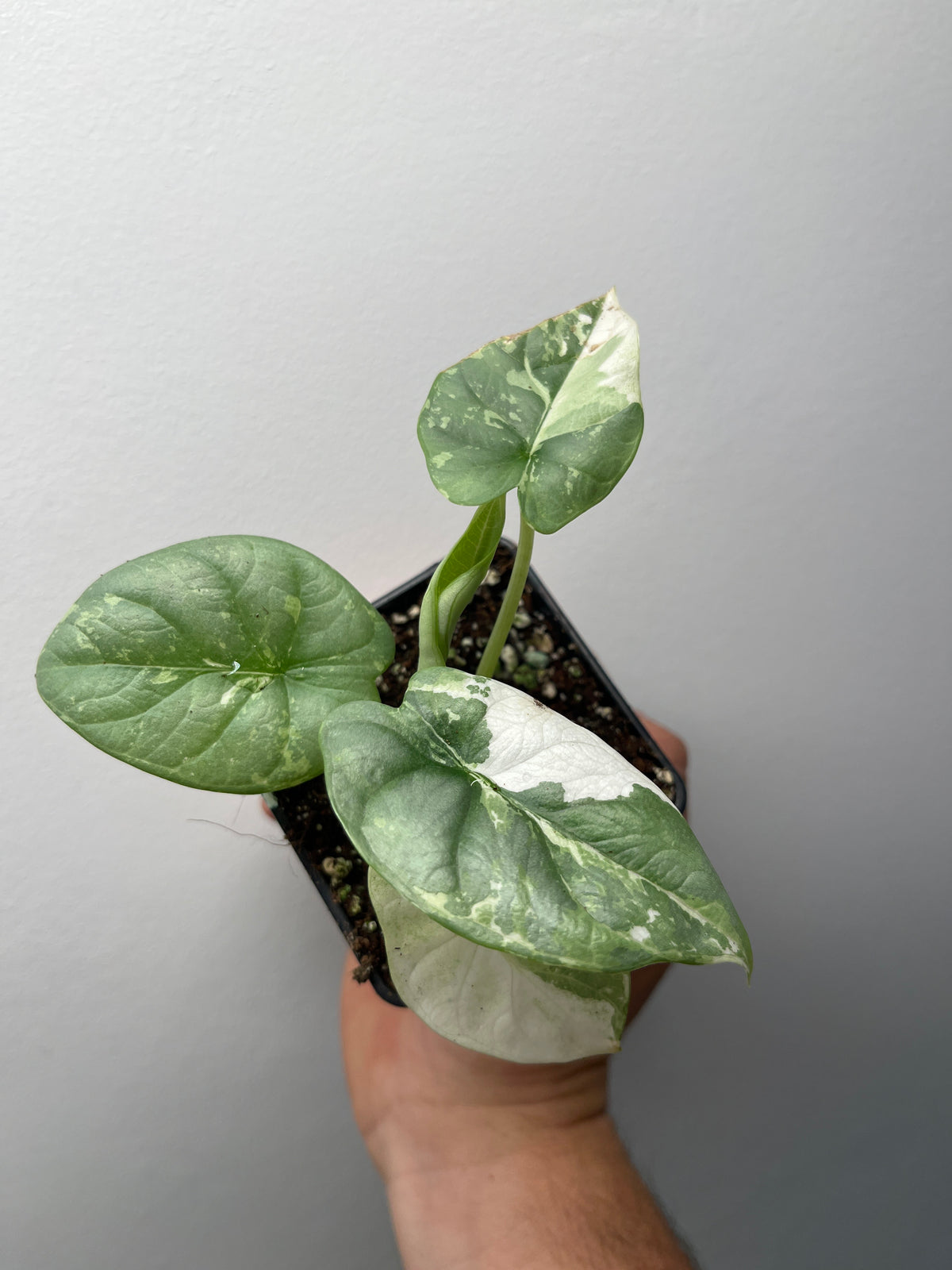 Alocasia Silver Dragon Albo Variegated - Rare Aroid