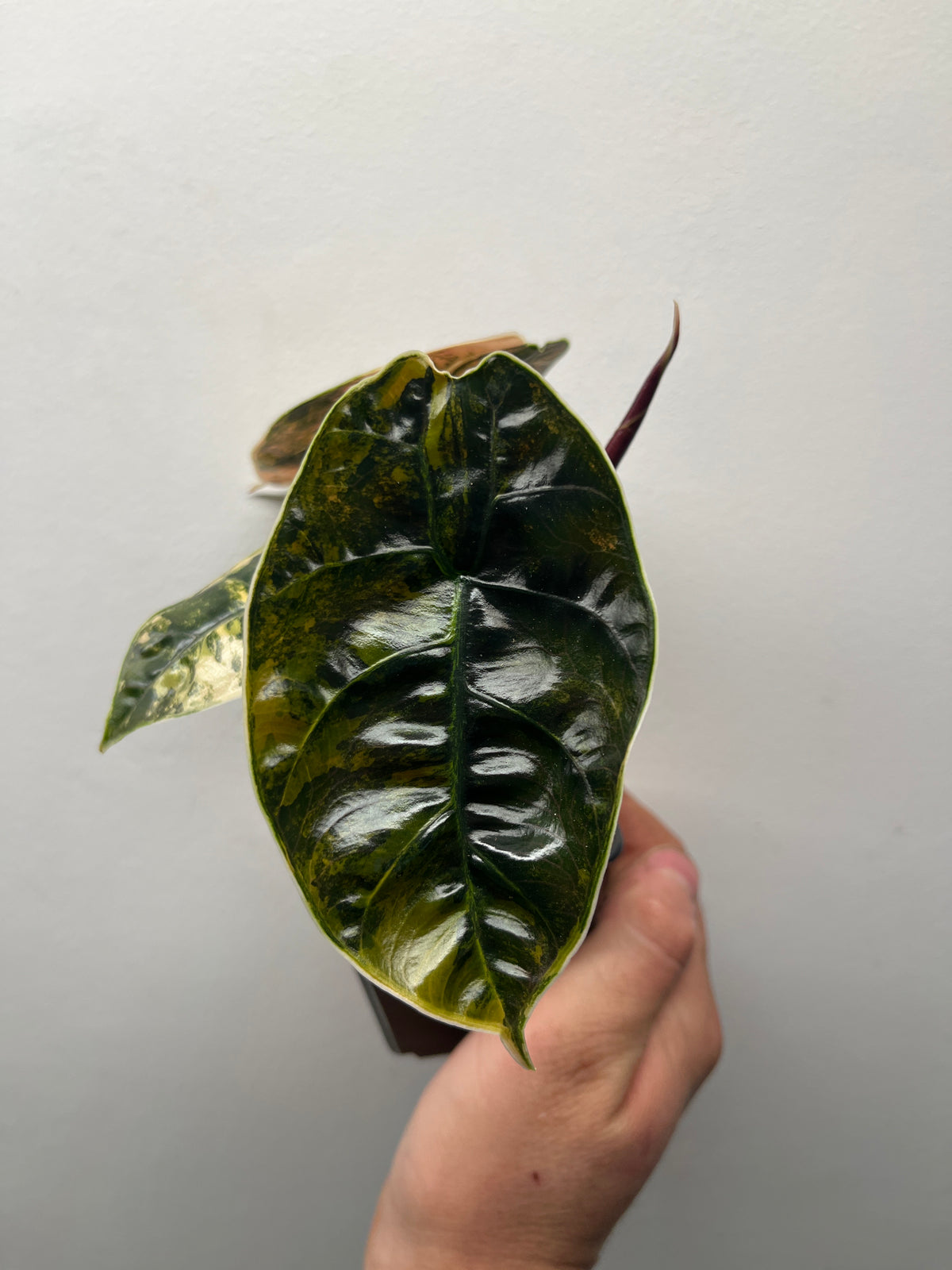 Alocasia Azlanii Aurea Variegated - Rare Aroid #2