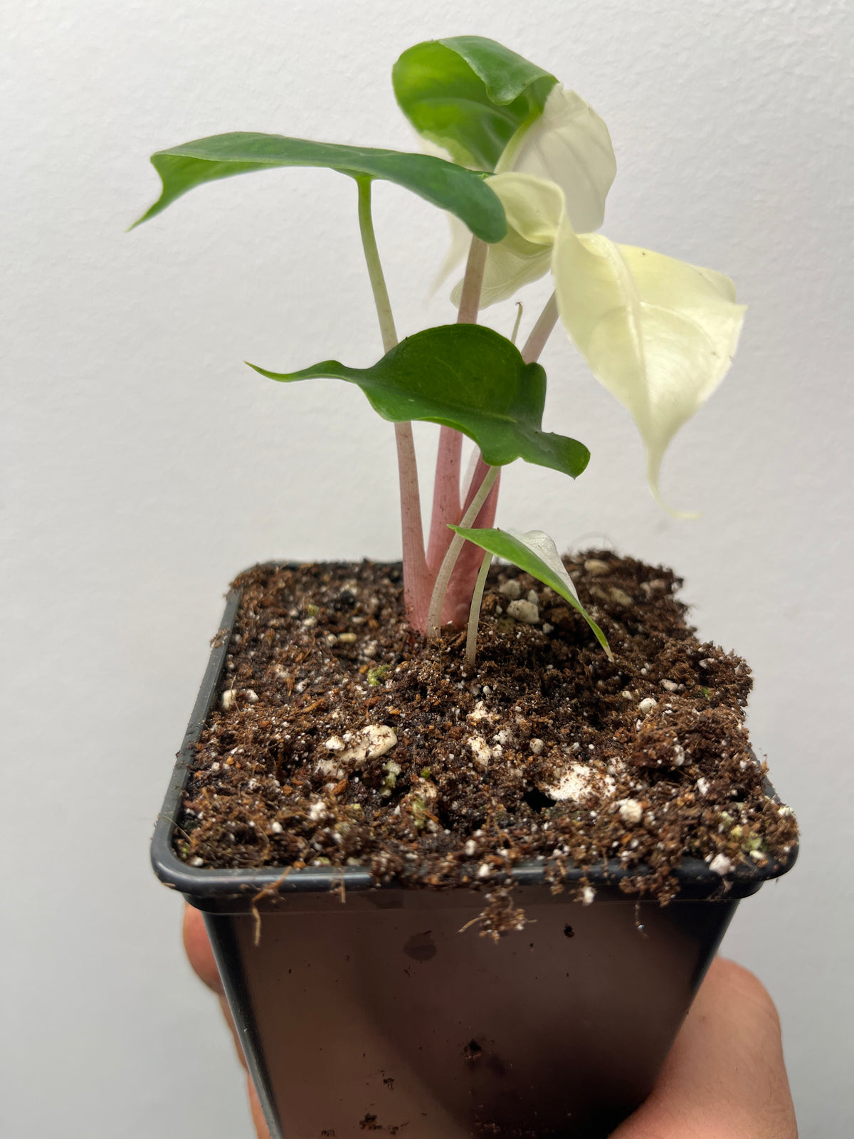 Alocasia Pink Dragon Albo Variegated - Rare Variegated Houseplant