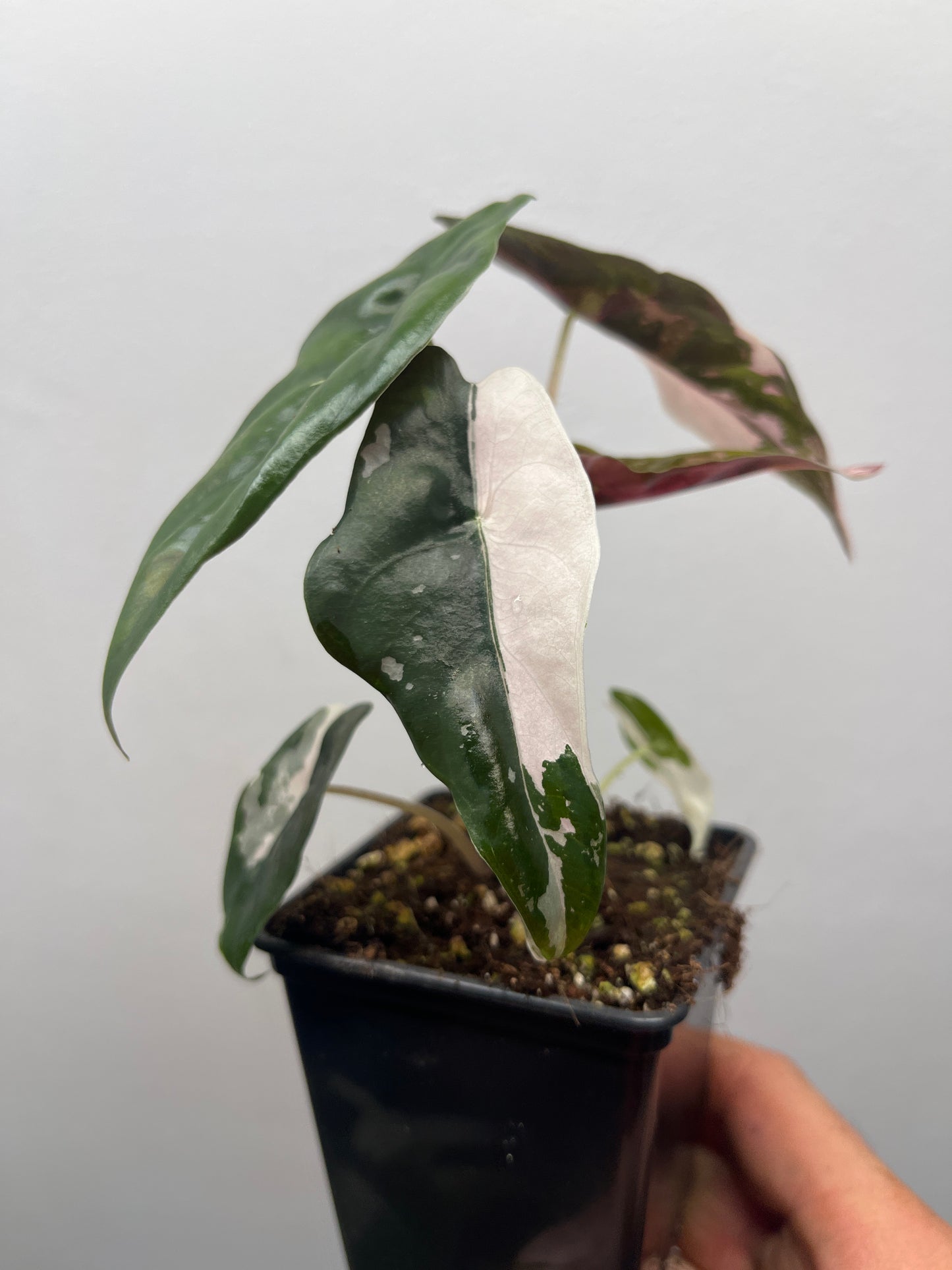 Alocasia Chantrieri pink variegated #1