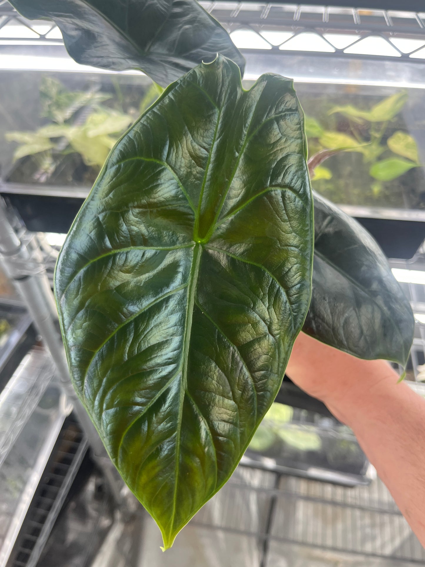 Alocasia Green Unicorn (azlanii x baginda 'Dragon Scale)