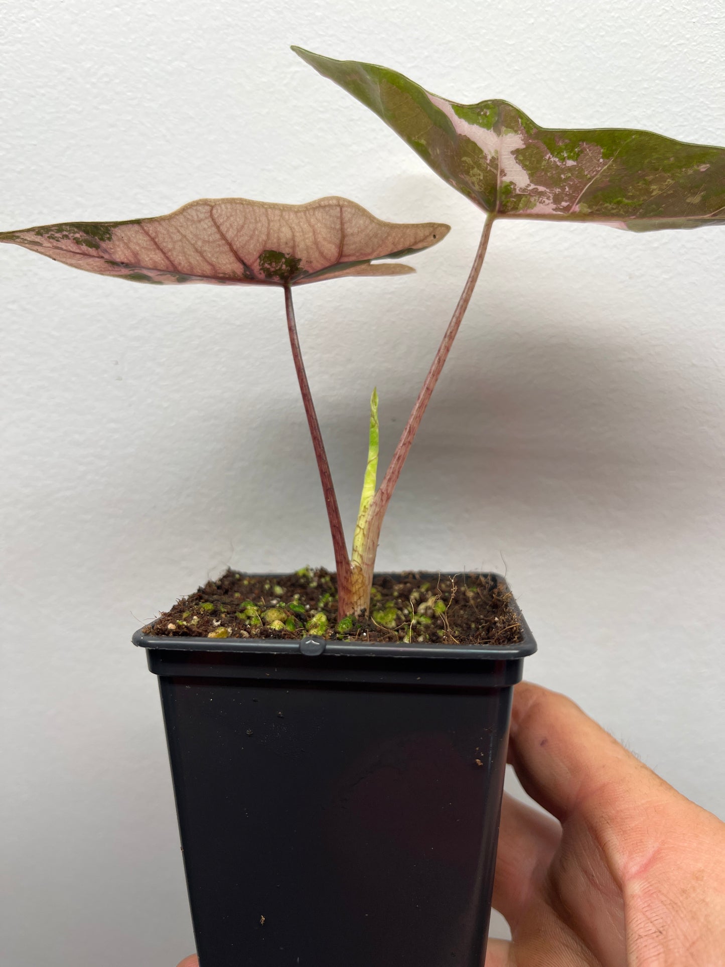 Alocasia pseudo Sanderiana pink variegated #1