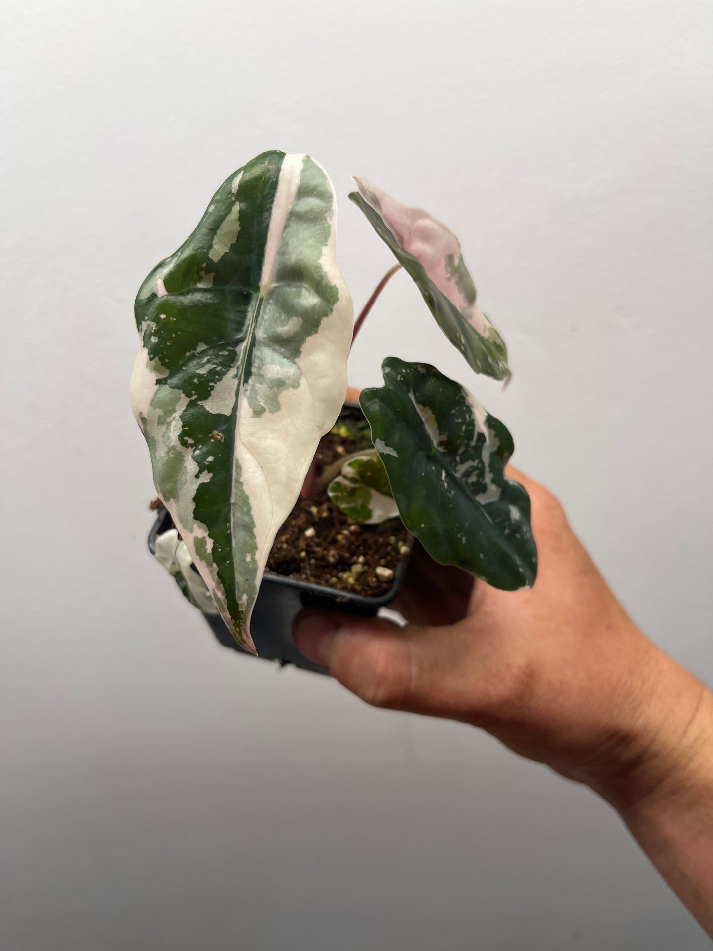 Alocasia Chantrieri pink variegated #2