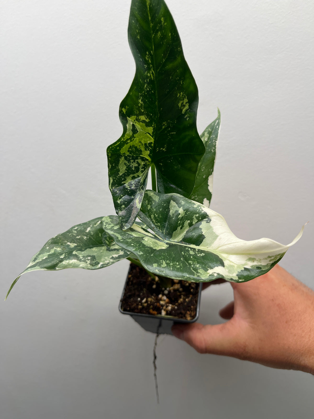 Alocasia Simpo Albo Variegated - Rare Variegated Houseplant