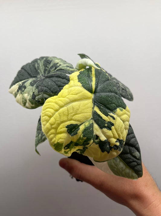 Alocasia Melo albo variegated mature plant #1