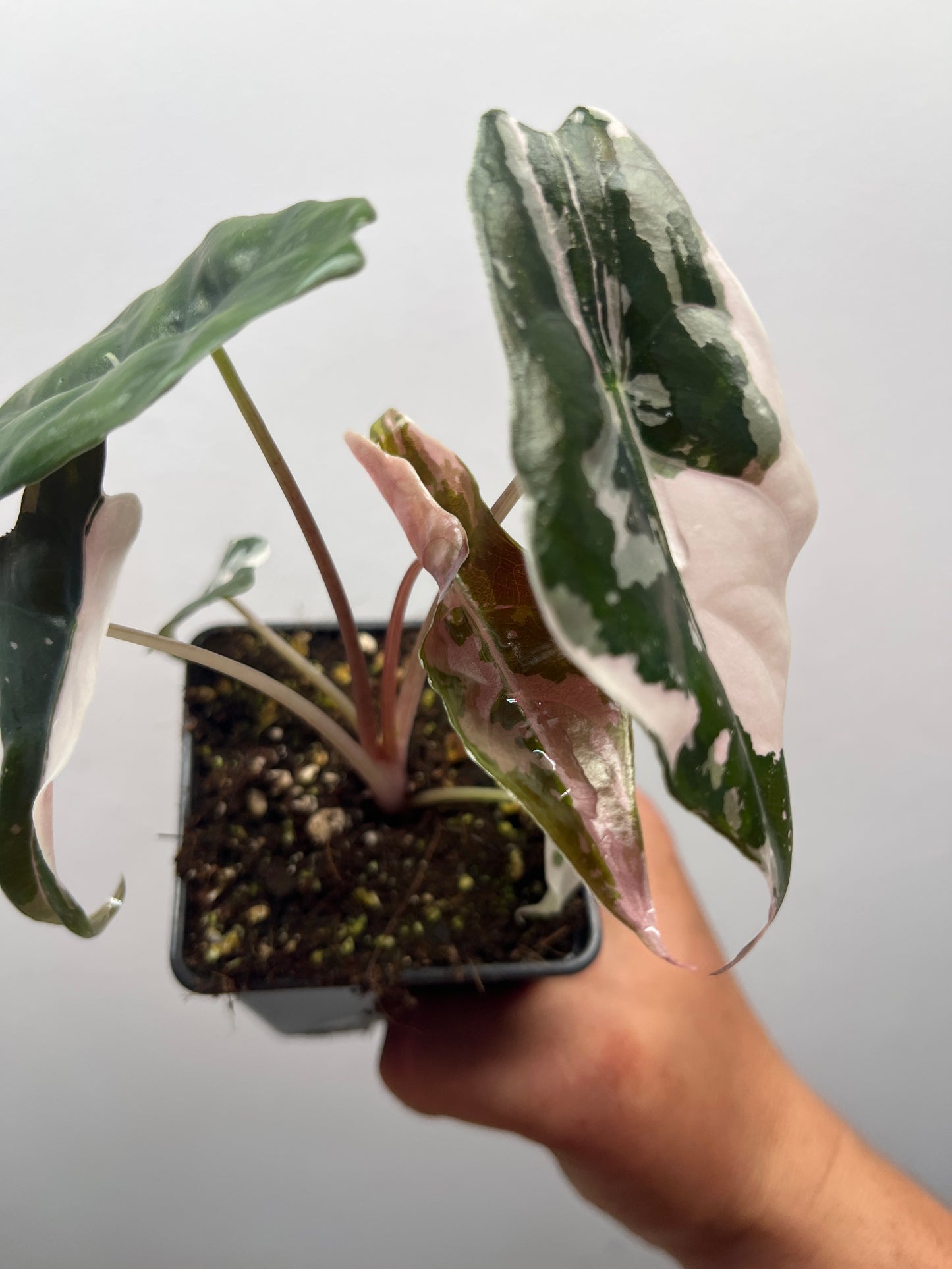 Alocasia Chantrieri pink variegated #1