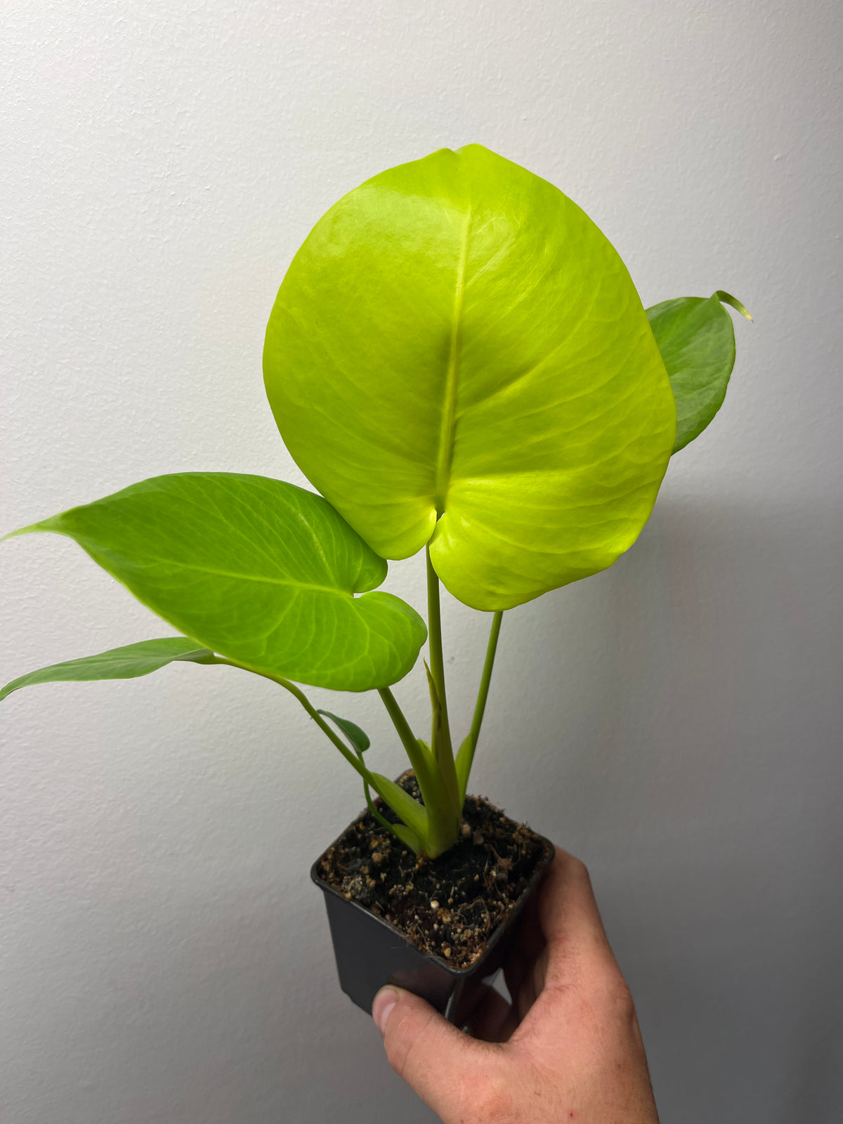 Monstera Deliciosa Lemon Lime Full Cheese - Rare Monstera #2