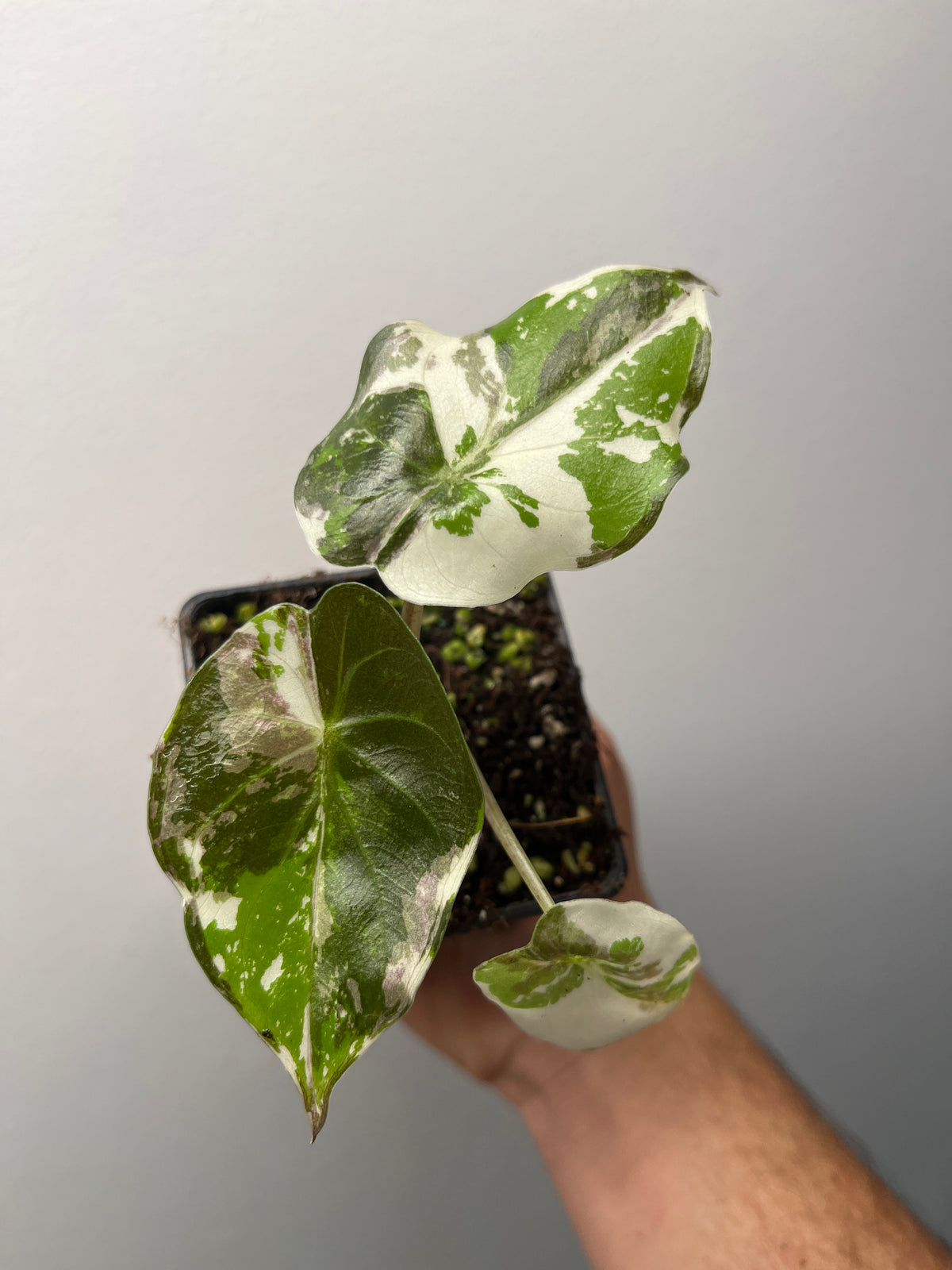 Alocasia Wentii Pink Variegated - Rare Variegated Aroid