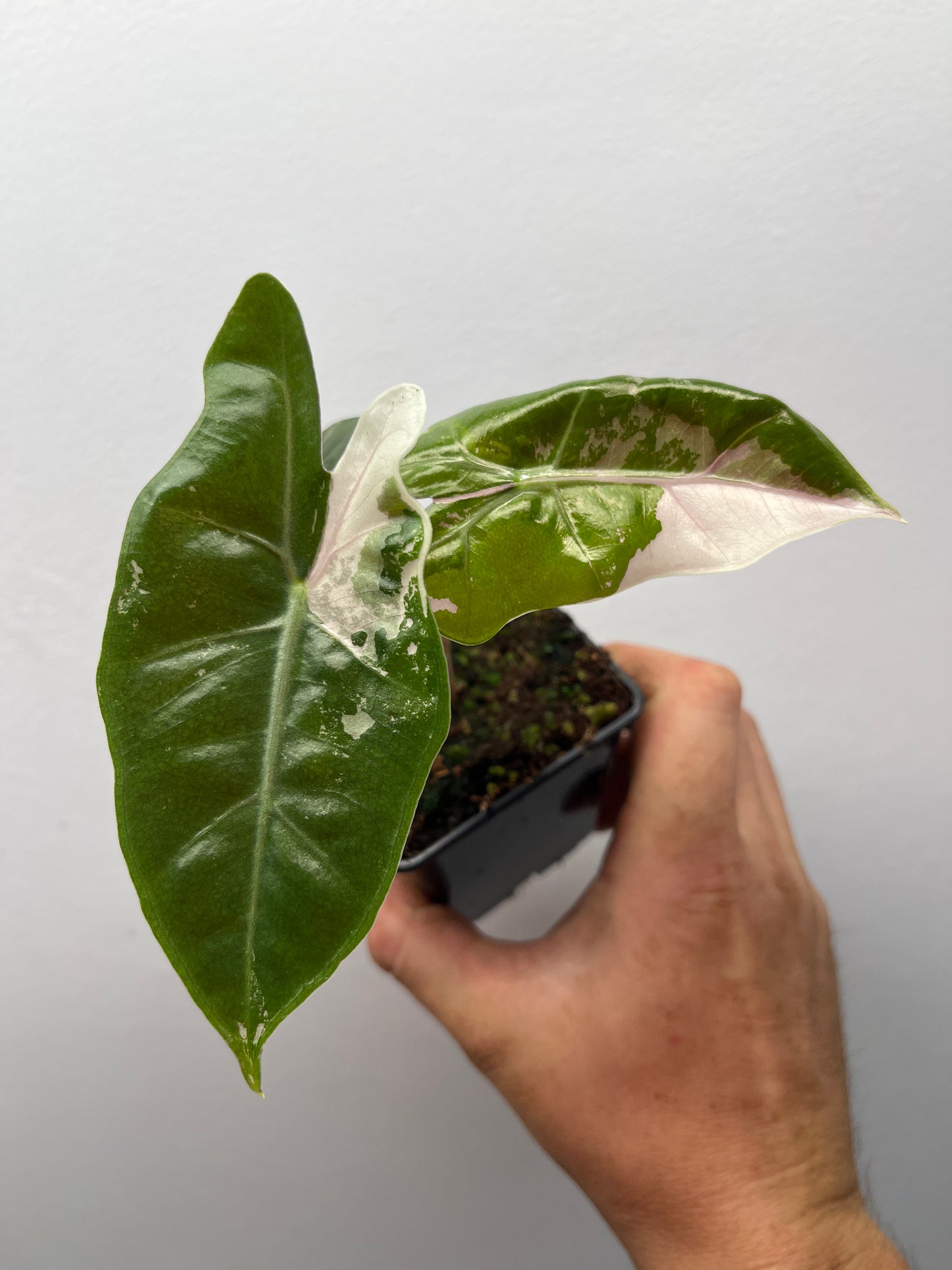 Alocasia pseudo Sanderiana pink variegated #4