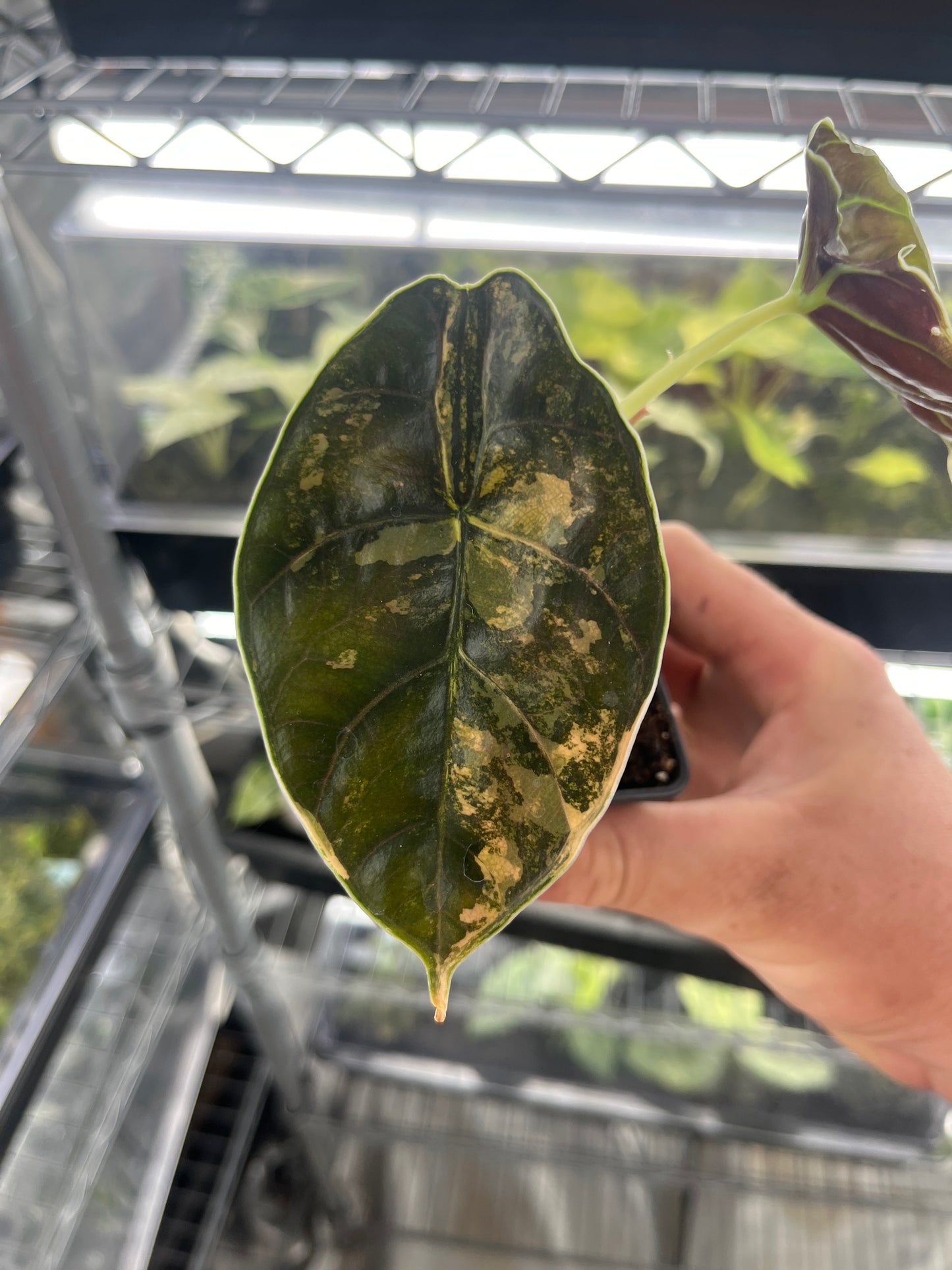 Alocasia Azlanii aurea variegated #3