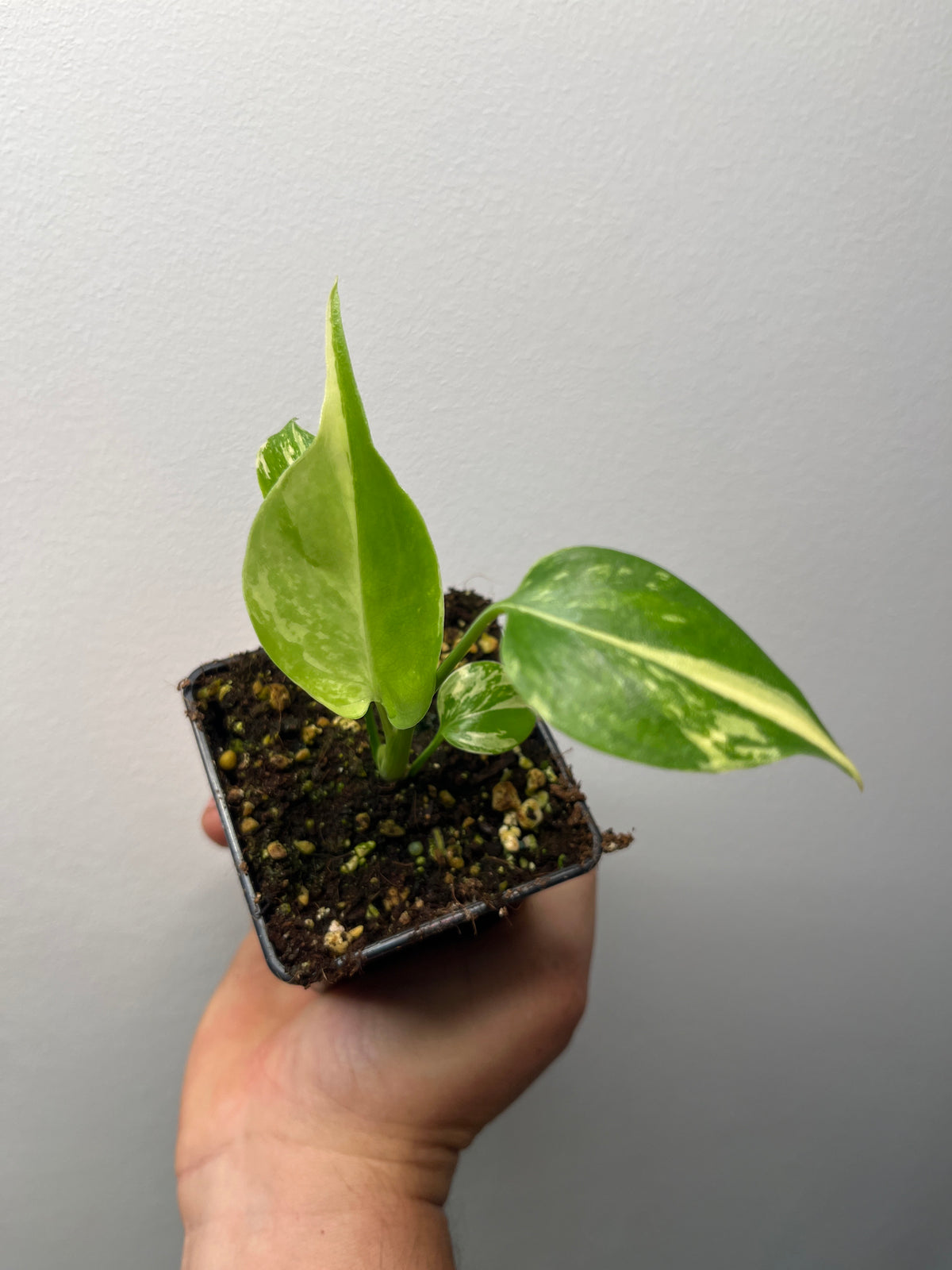 Monstera Deliciosa Lemon Pom Pom - Rare Variegated Monstera