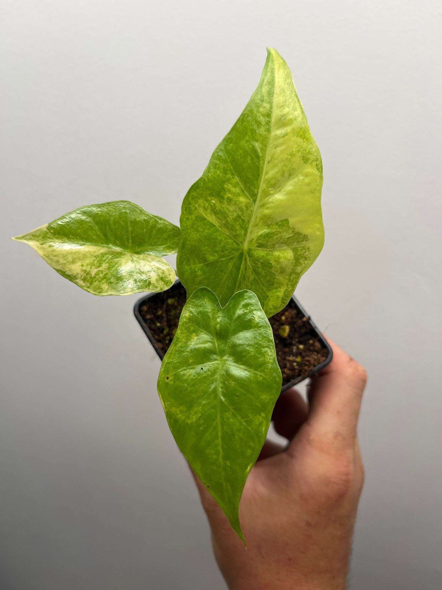 Alocasia Portora Aurea variegated #2