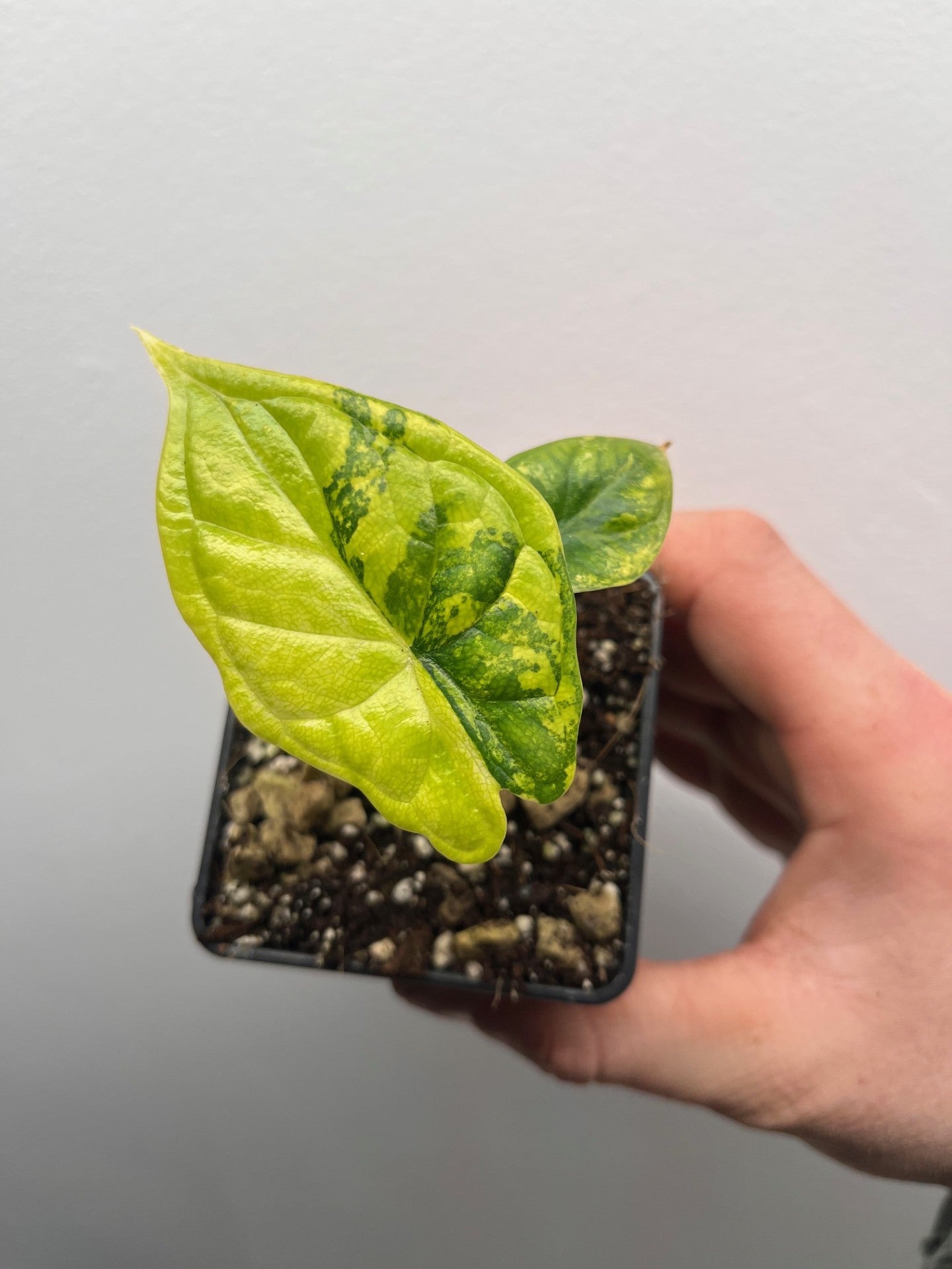 Alocasia Dragon scale aurea variegated