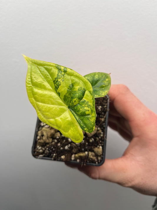 Alocasia Dragon scale aurea variegated