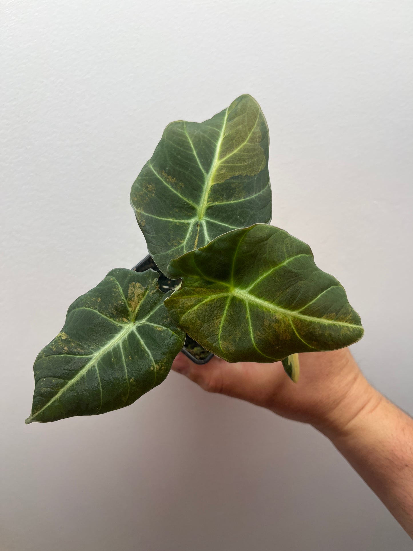 Alocasia Black velvet aurea variegated