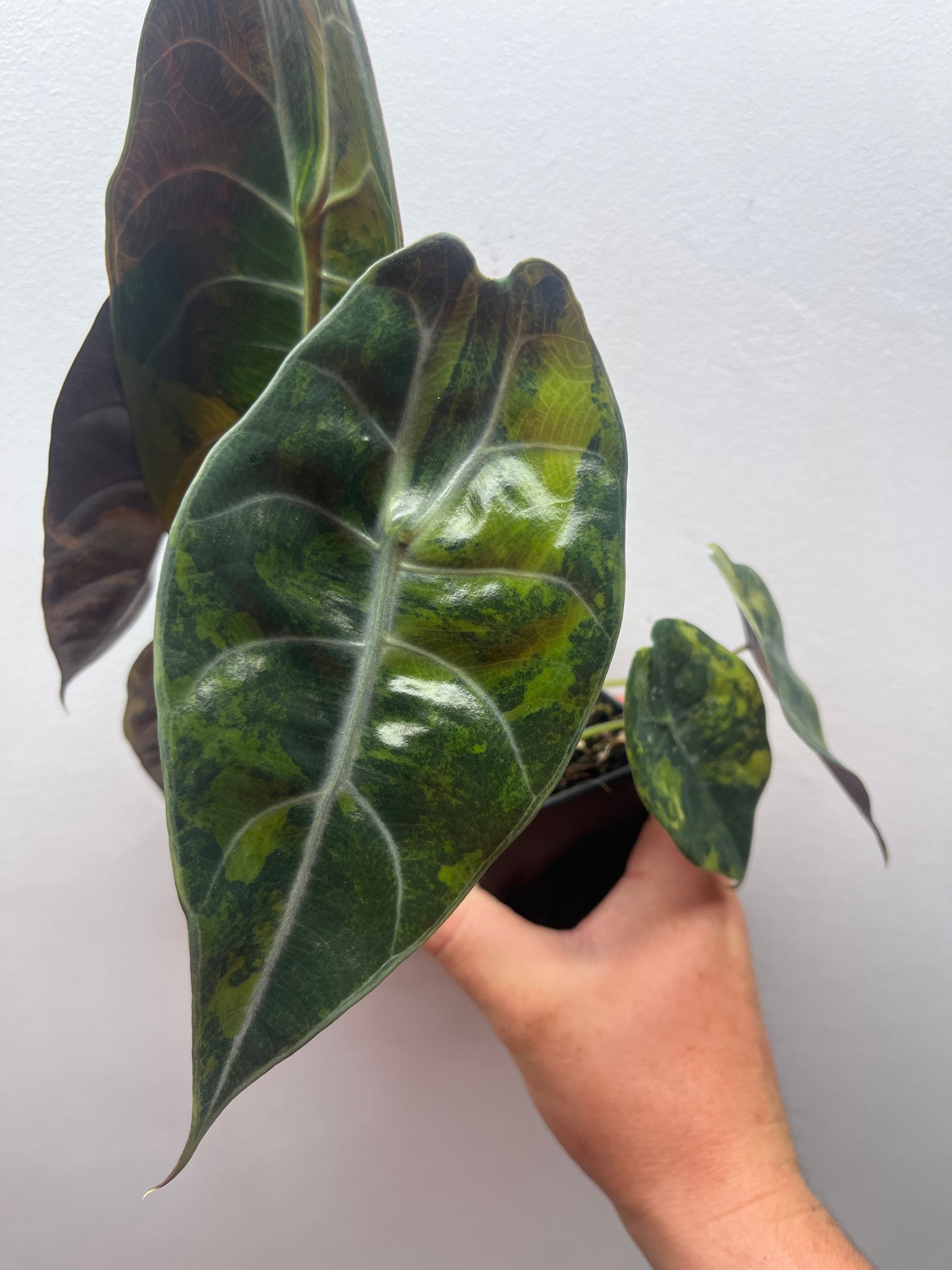 Alocasia Sedenii aurea variegated #2