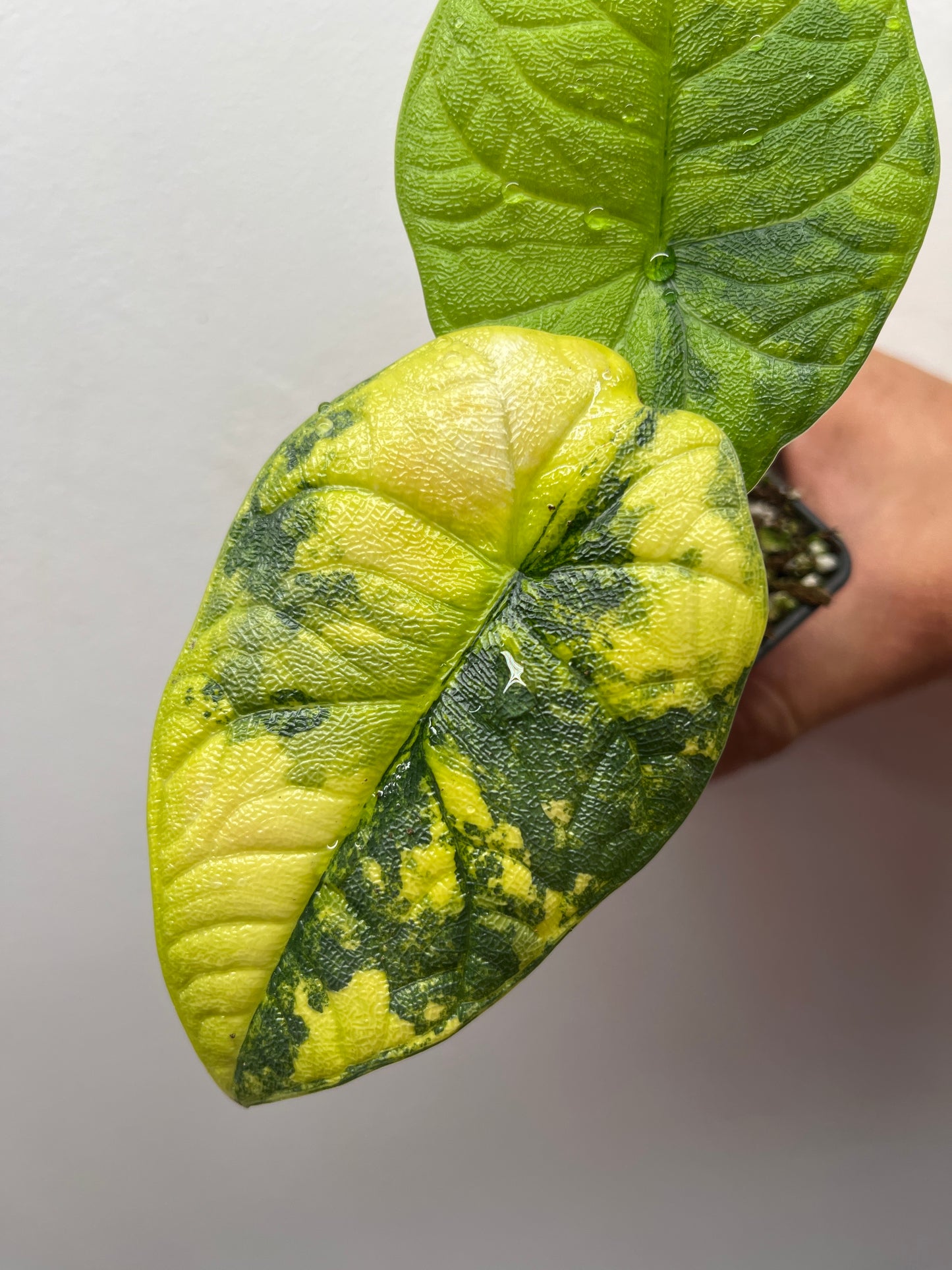 Alocasia Melo aurea variegated #2