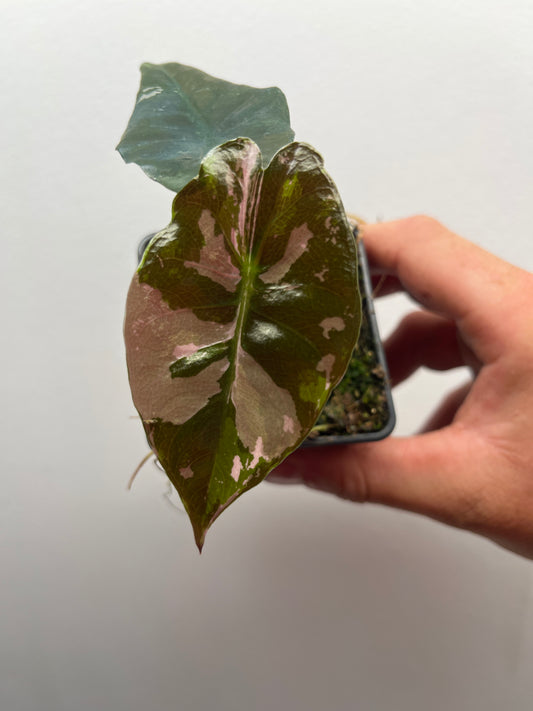 Alocasia Chantrieri pink variegated #4