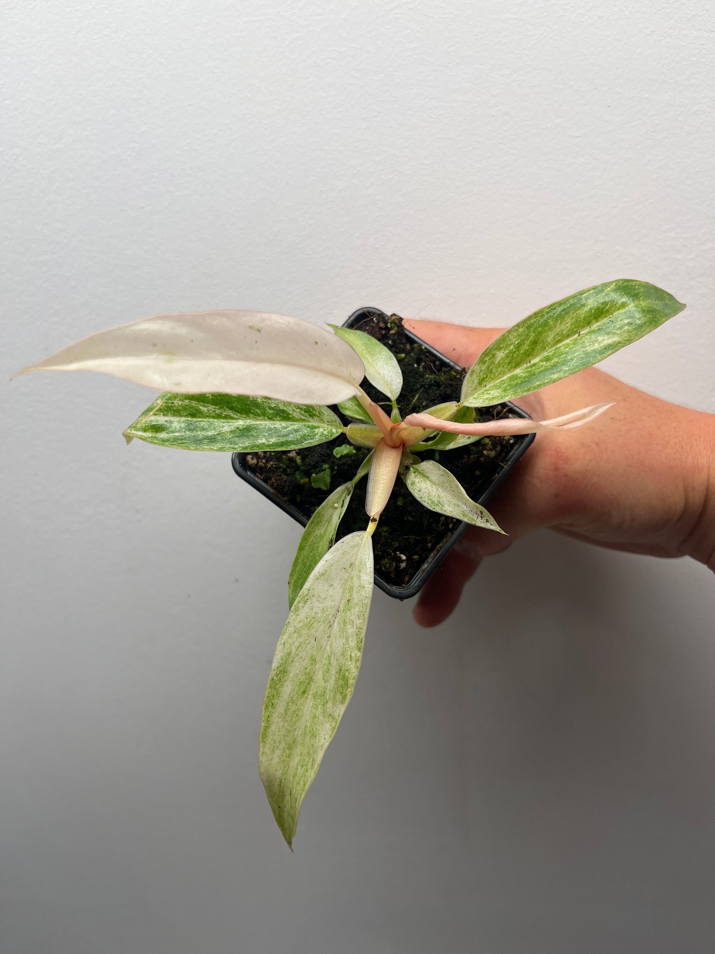 Philodendron Strawberry Caramel Marble Pink Variegated #2