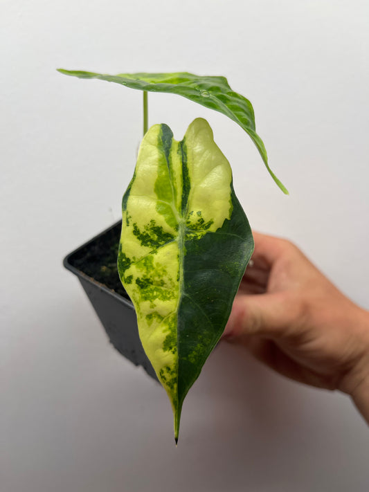 Alocasia Amazonica aurea variegated #1
