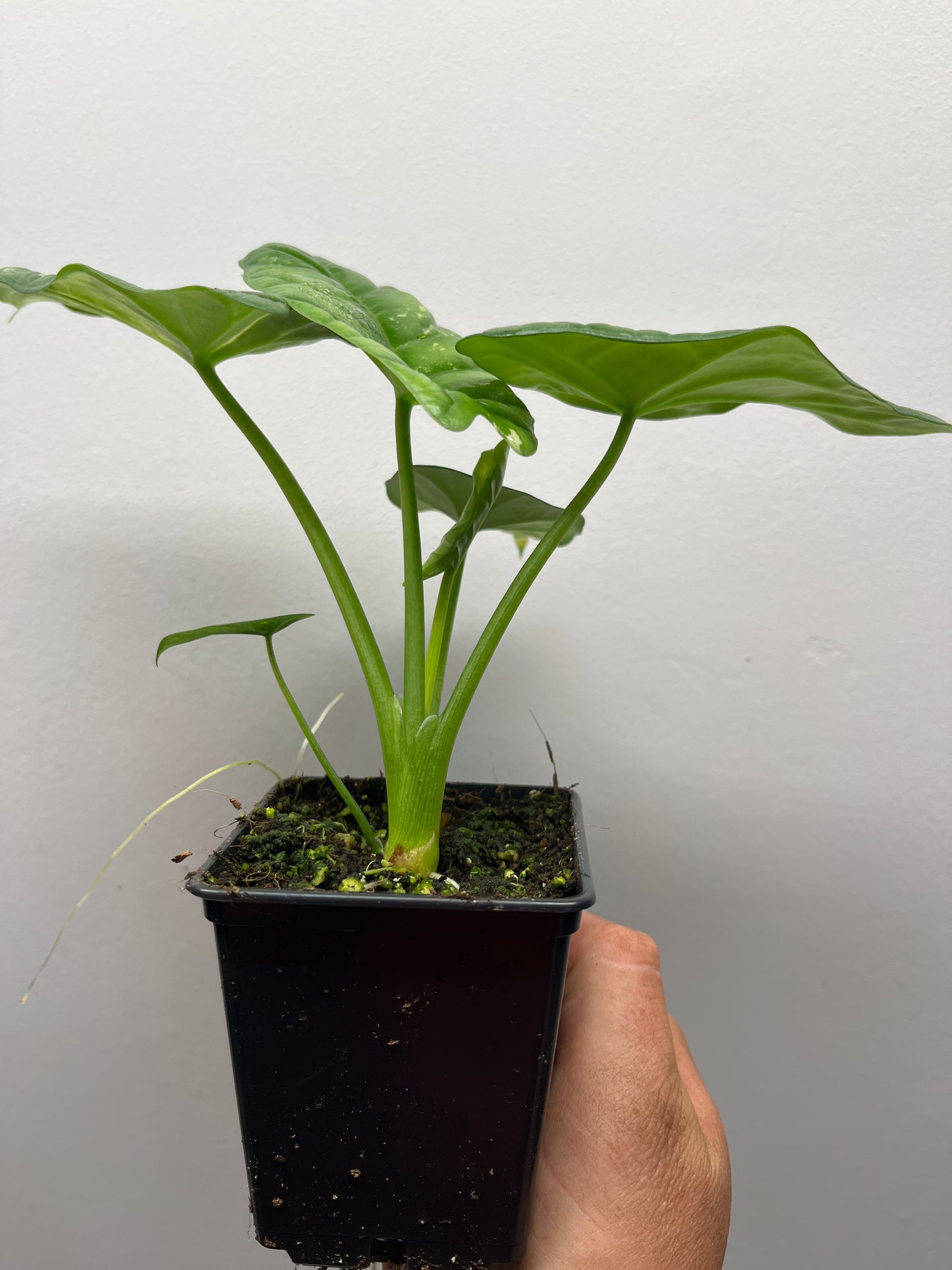 Alocasia Sinuata albo variegated #5