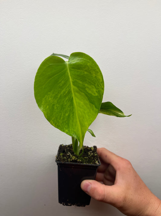 Monstera Deliciosa Yellow Marilyn #2